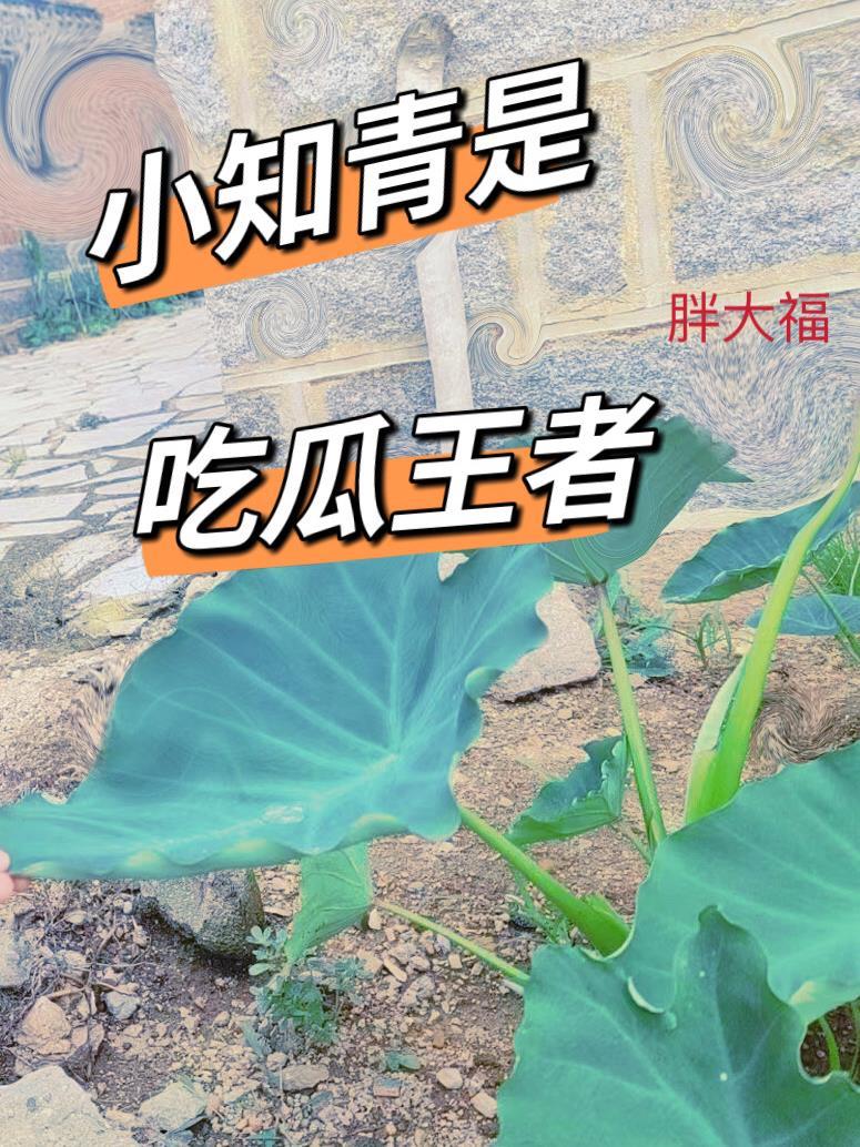 小知青是什么意思